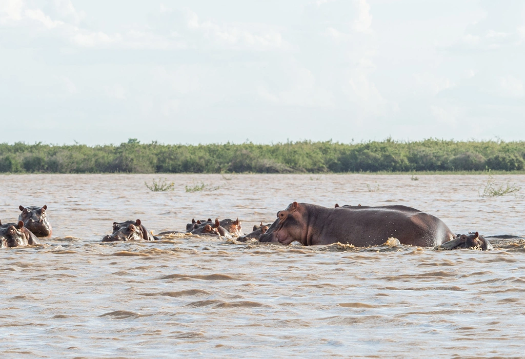 Best places to see hippos in East Africa
