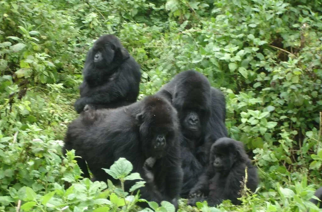 How much does the Gorilla Safari Package Cost in Uganda and Rwanda