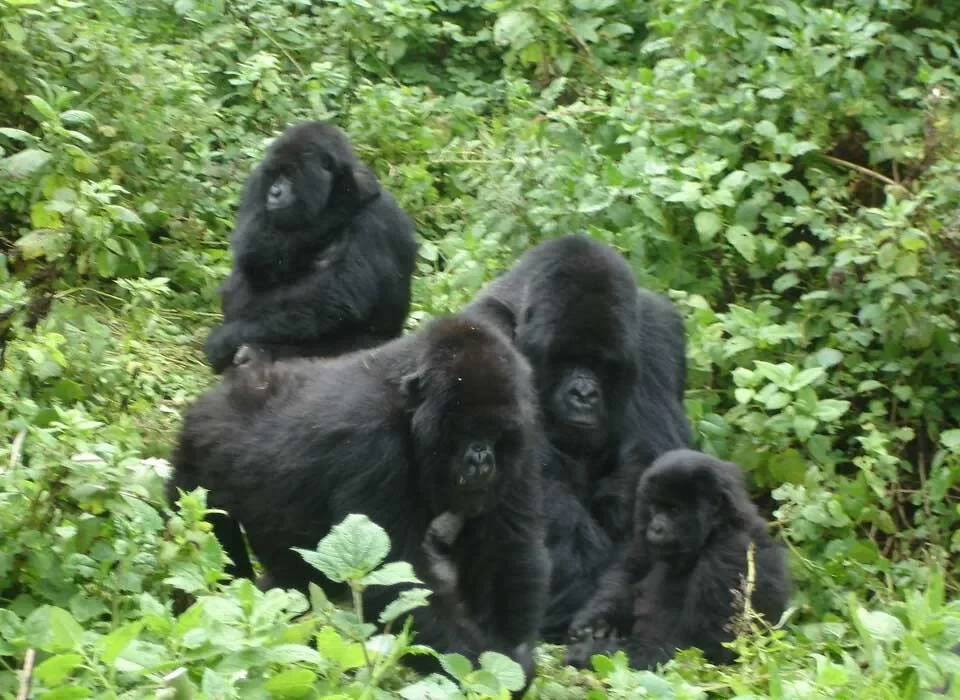 How much does the Gorilla Safari Package Cost in Uganda and Rwanda