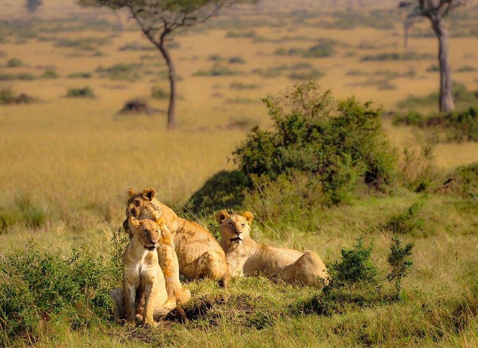 Kenya vs Uganda - Which is Better for an African Safari?