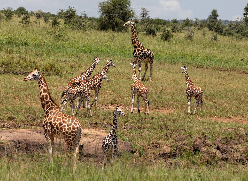 Kidepo Valley Flying Safari for 4 Days