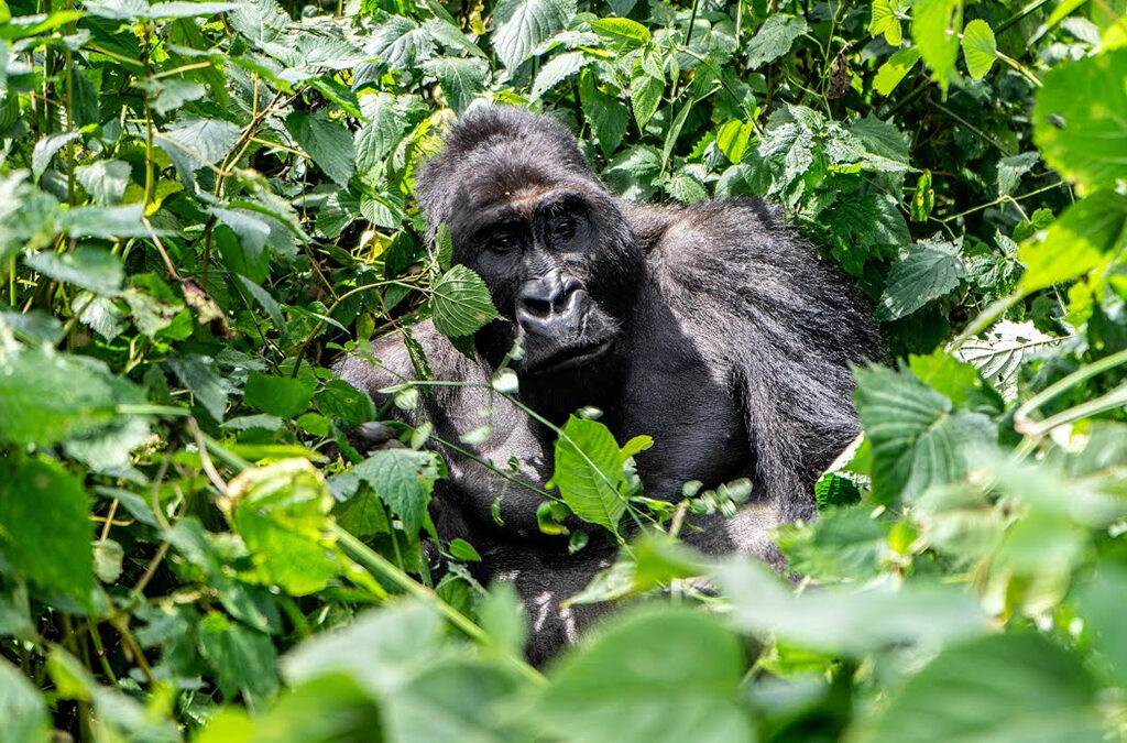 Packing List for Gorilla Trekking in Kahuzi-Biega National Park Congo