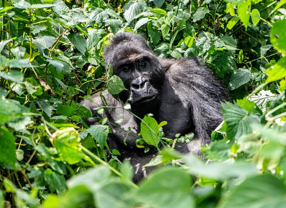Packing List for Gorilla Trekking in Kahuzi-Biega National Park Congo