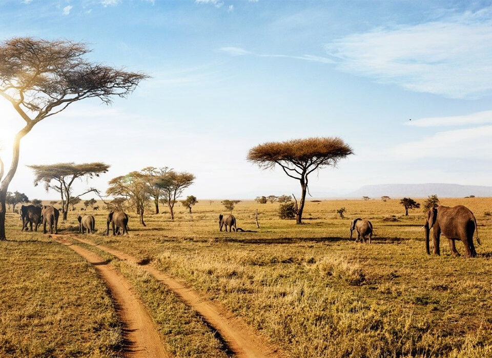 Serengeti National Park - Attractions & Activities