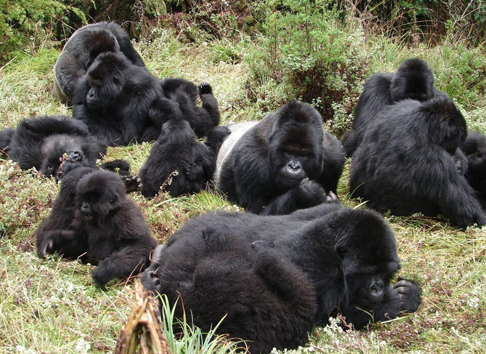 The Nyakagezi Gorilla Family in Mgahinga National Park – All you need to know