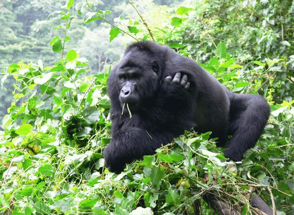 Top incredible facts about Africa's Mountain Gorillas