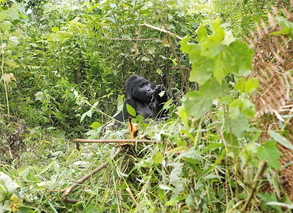 Triple Gorilla Trekking in Africa-Combined Gorilla Trekking in Uganda, Rwanda and DR Congo