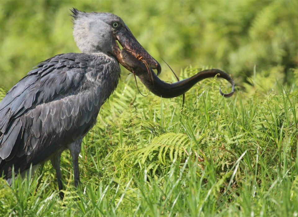 Uganda Bird Watching Safari for 2 Days