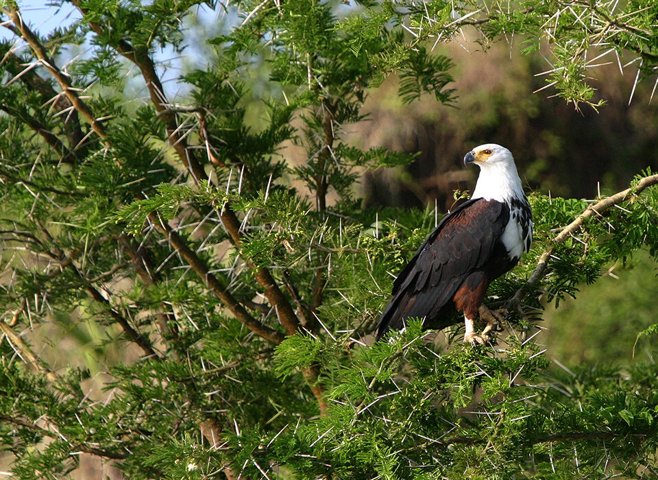 Uganda Savannah Birding Safari for 3 Days