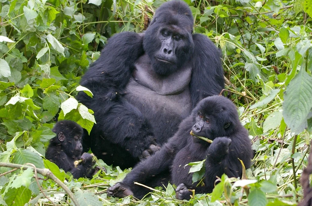 Virunga Gorilla & Akagera Wildlife Tour- 5 Days