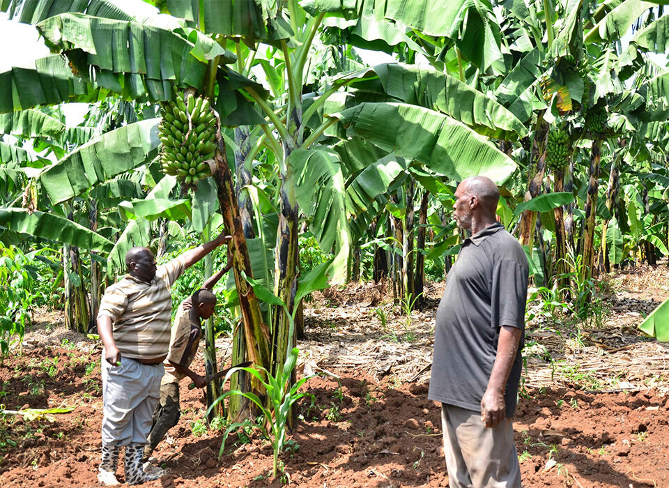 10-Day Agro-Tourism Safari in Uganda