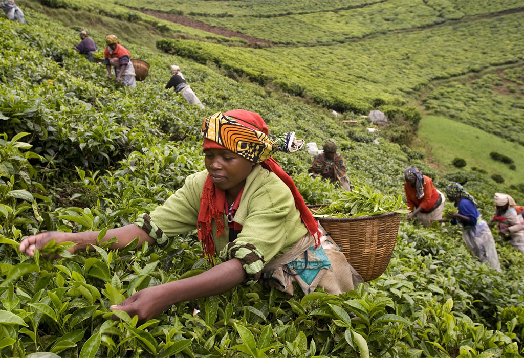 Rwanda Tea Plantation Tours and Experiences
