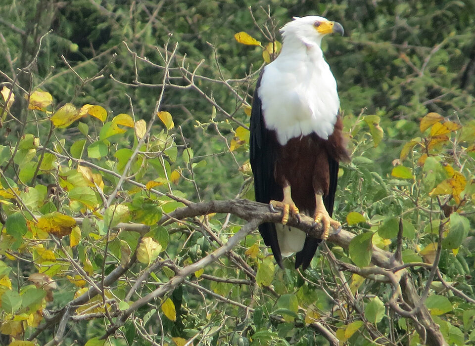 Birding Experience in Queen Elizabeth National Park