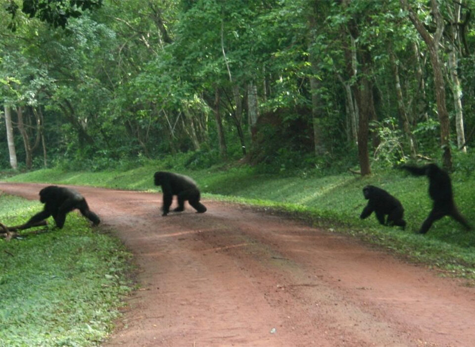 Chimpanzee Trekking Experience in Budongo Forest