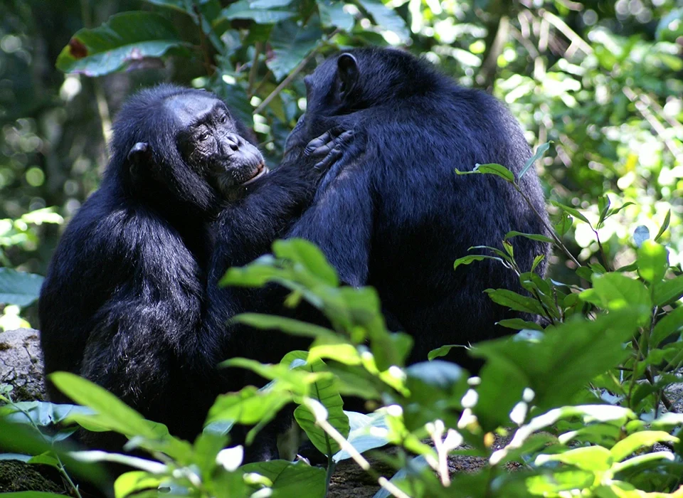Choosing between Chimpanzee Trekking in Kibale and Kyambura Gorge