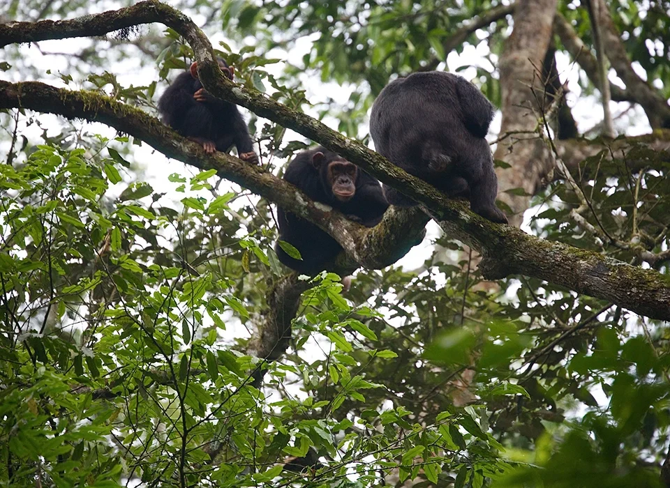 Choosing between Chimpanzee Trekking in Kibale and Nyungwe Forest National Park
