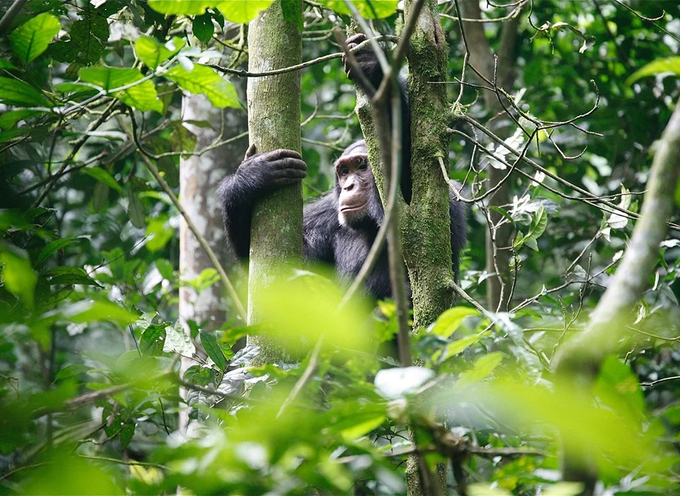Combined Nyungwe and Kahuzi Biega National Park Safari