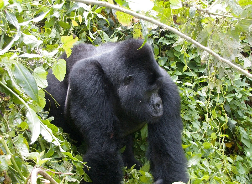 Combining Gorilla Trekking with Golden Monkey Trekking in Rwanda