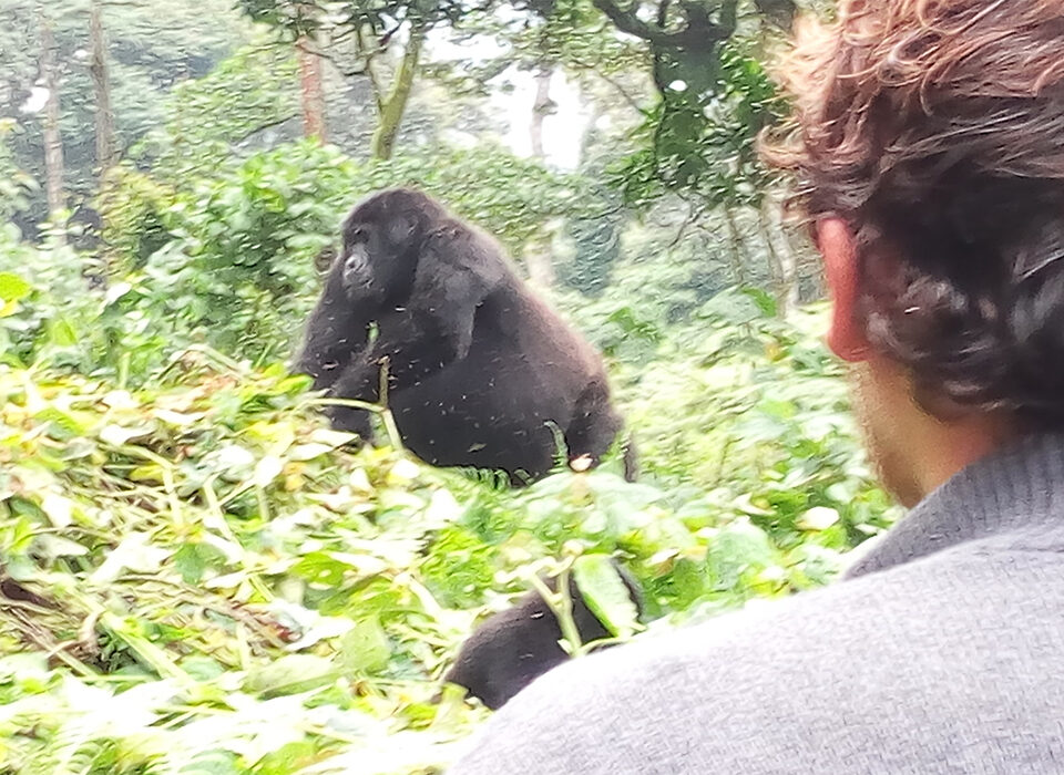 Is it possible to do Gorilla Double Trekking in Bwindi Impenetrable Forest National Park?