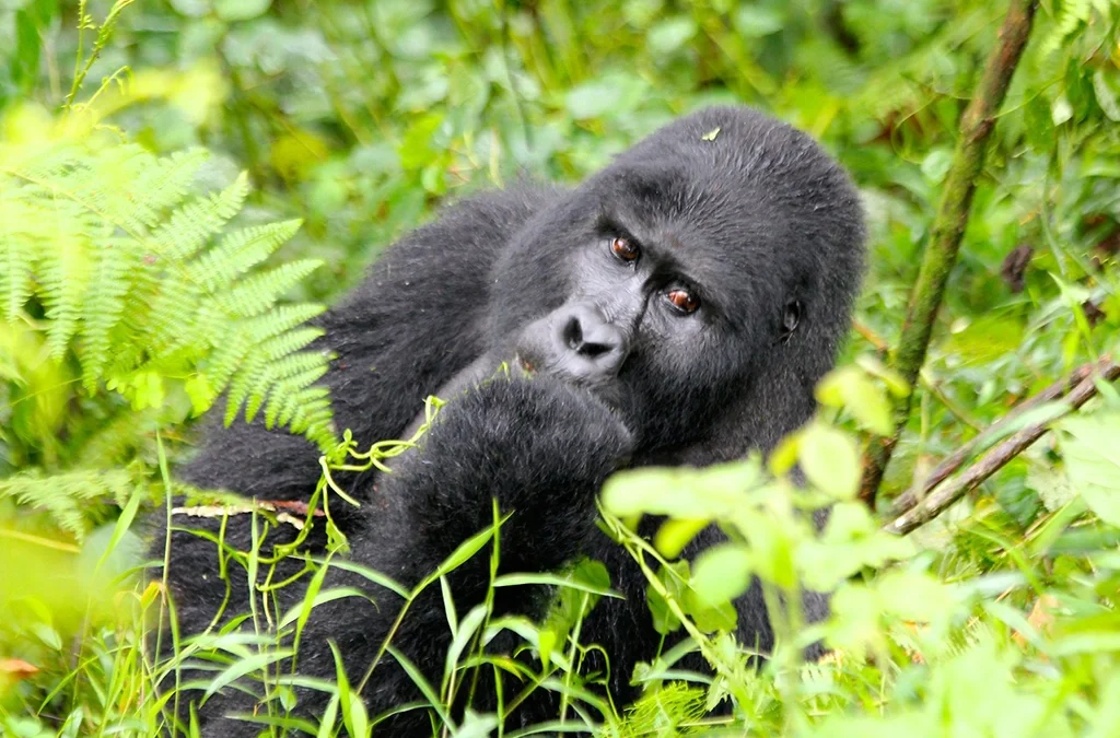 Gorilla Trekking in Rwanda from France