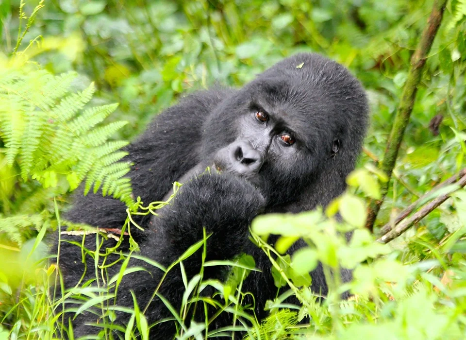 Gorilla Trekking in Rwanda from France