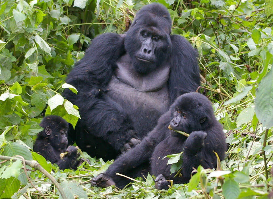 Gorilla Trekking in Rwanda from Italy