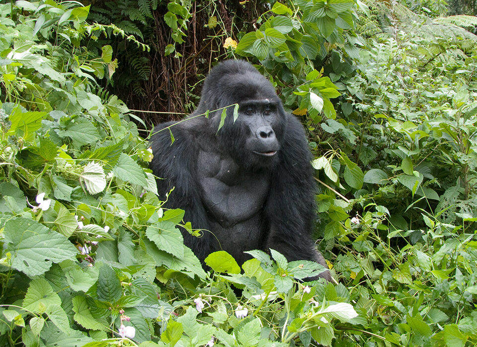 Gorilla Trekking in Rwanda from South Africa