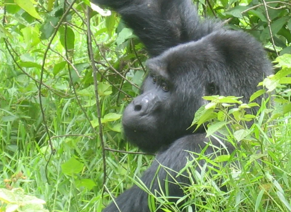 Gorilla Trekking in Rwanda from the Netherlands