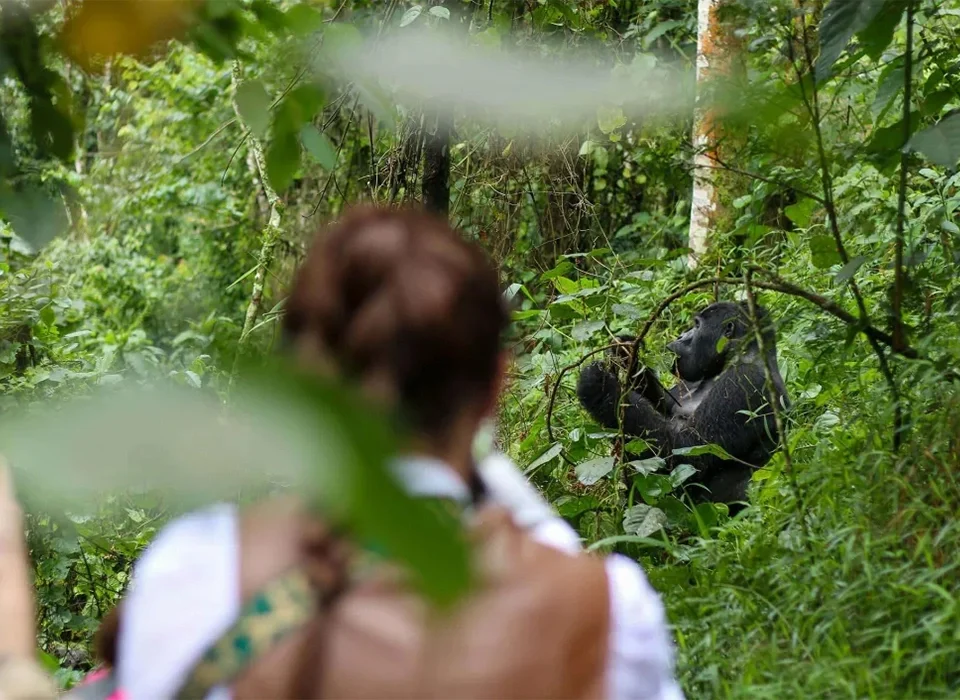Gorilla Trekking in Bwindi Impenetrable Forest