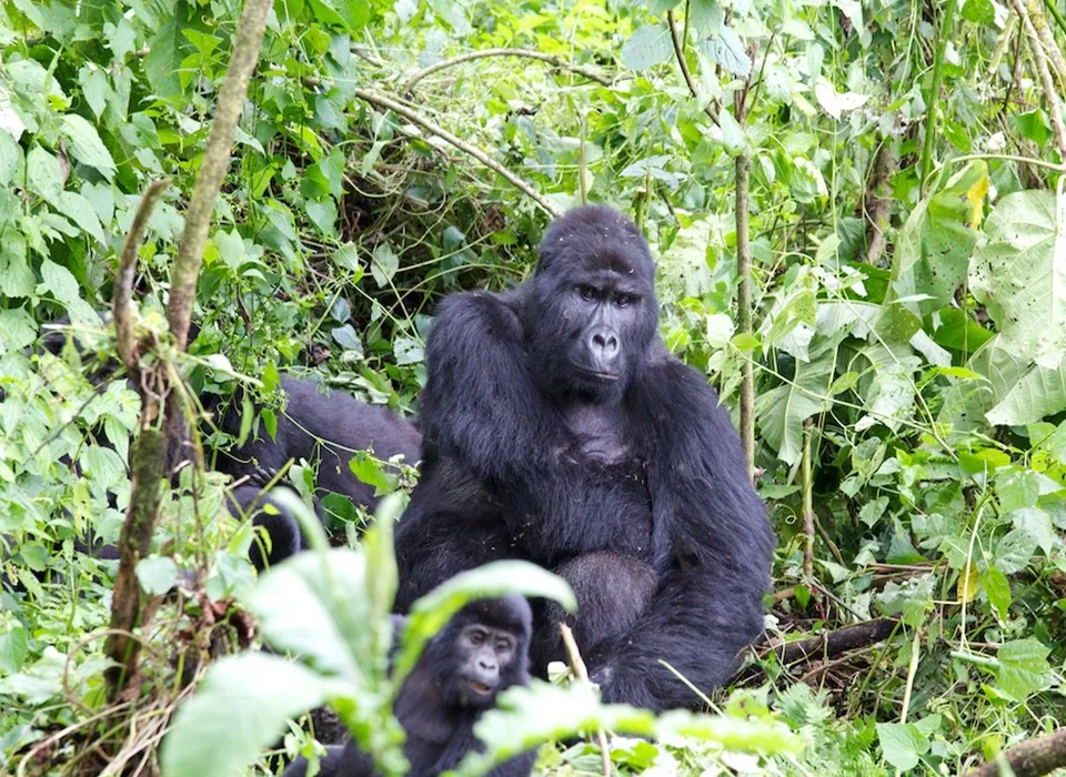 Gorilla Trekking in Uganda from London