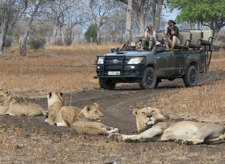 What is the best month to go on an African safari?