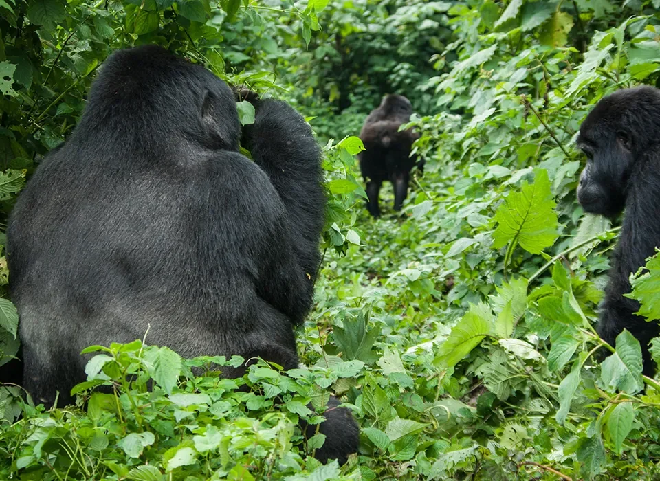 How difficult is Gorilla Trekking in Rwanda