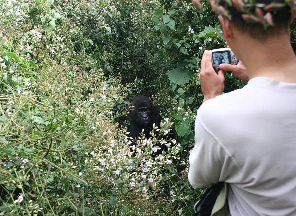 Mountain Gorilla Photography Experience in Uganda