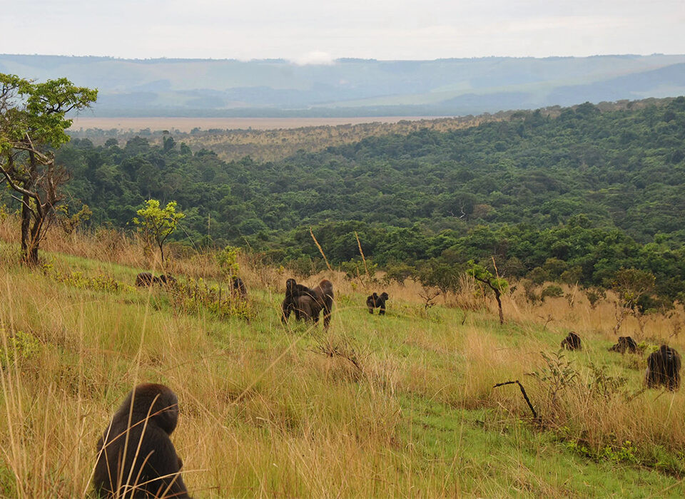 Other Activities to Do in Kahuzi-Biega National Park Beyond Lowland Gorilla Trekking