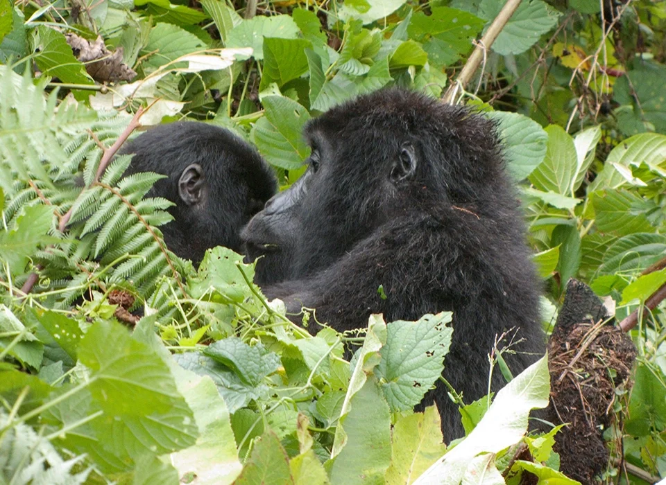 Planning Double Gorilla Trekking in Uganda and Rwanda