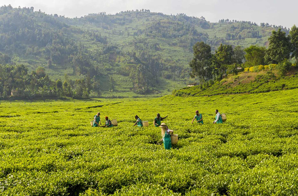 Rwanda Tea Plantation Tours and Experiences