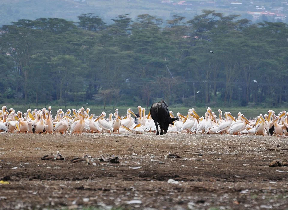 Safari Activities in Lake Nakuru National Park