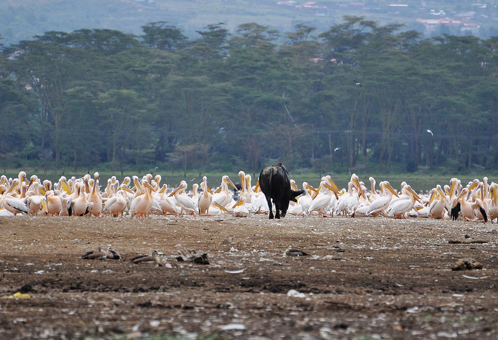 Safari Activities in Lake Nakuru National Park