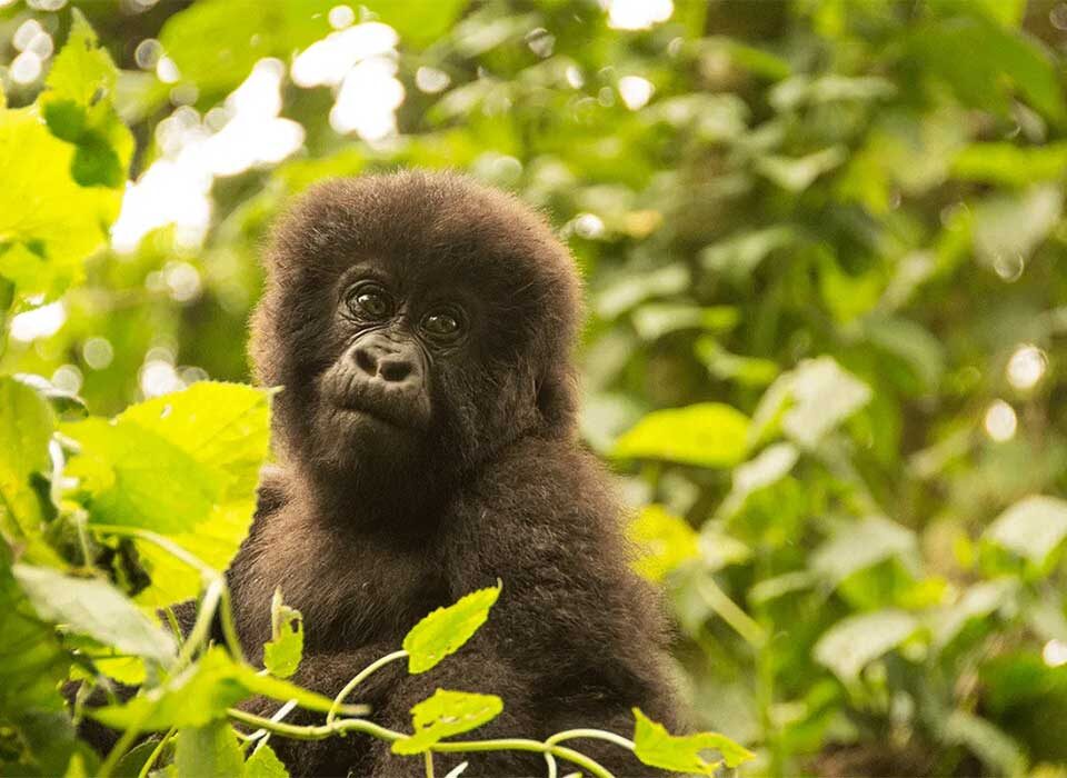 Senkwekwe Gorilla Orphanage in Eastern Democratic Republic of Congo - All you need to know