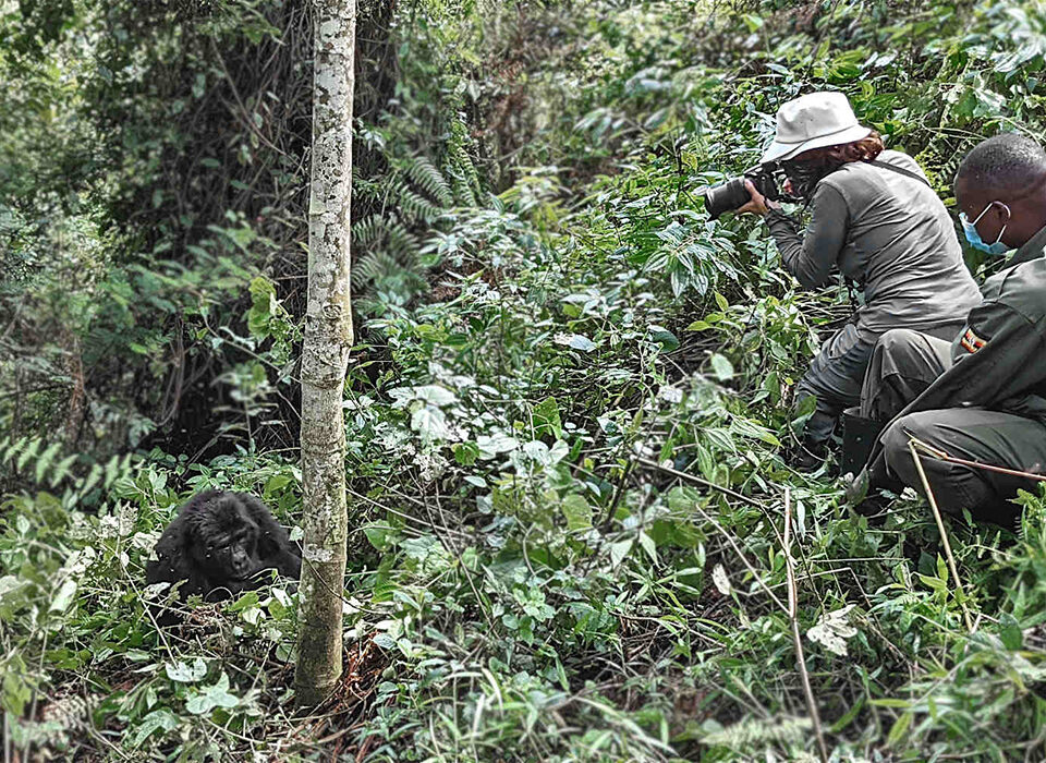 Solo vs. Group Travel for Gorilla Trekking in Bwindi