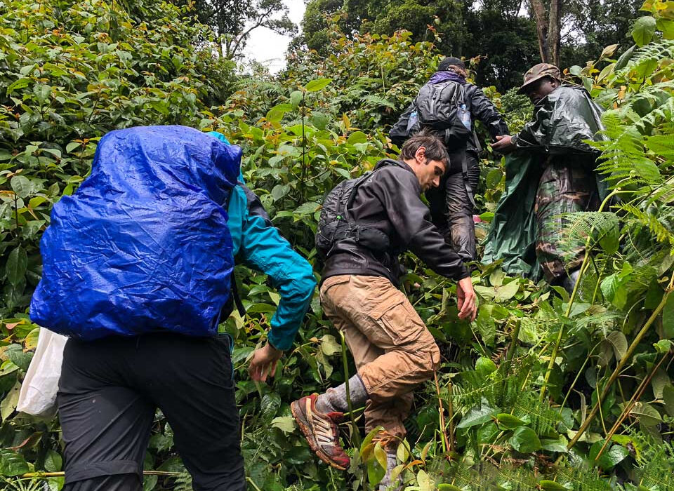 The Challenges of Trekking in Bwindi’s Dense Forests