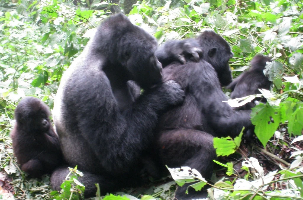 The best guide to Gorilla Trekking in Africa by Iconic Africa Safaris Ltd