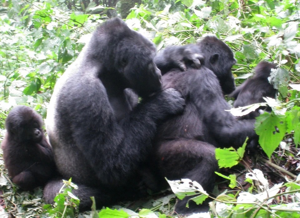The best guide to Gorilla Trekking in Africa by Iconic Africa Safaris Ltd
