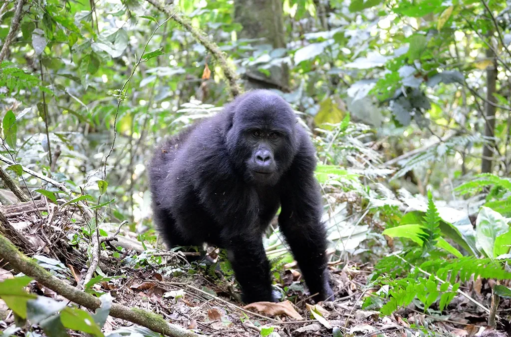 The cheapest way to see Mountain Gorillas in Uganda