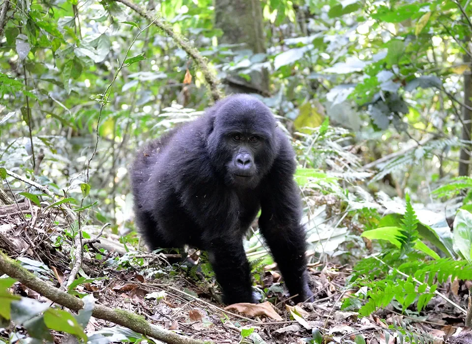 The cheapest way to see Mountain Gorillas in Uganda