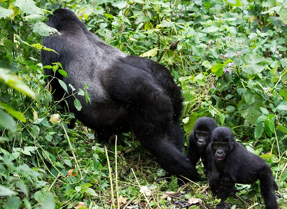 Understanding Weather and Climate in Mgahinga Gorilla National Park for effective Gorilla Trekking