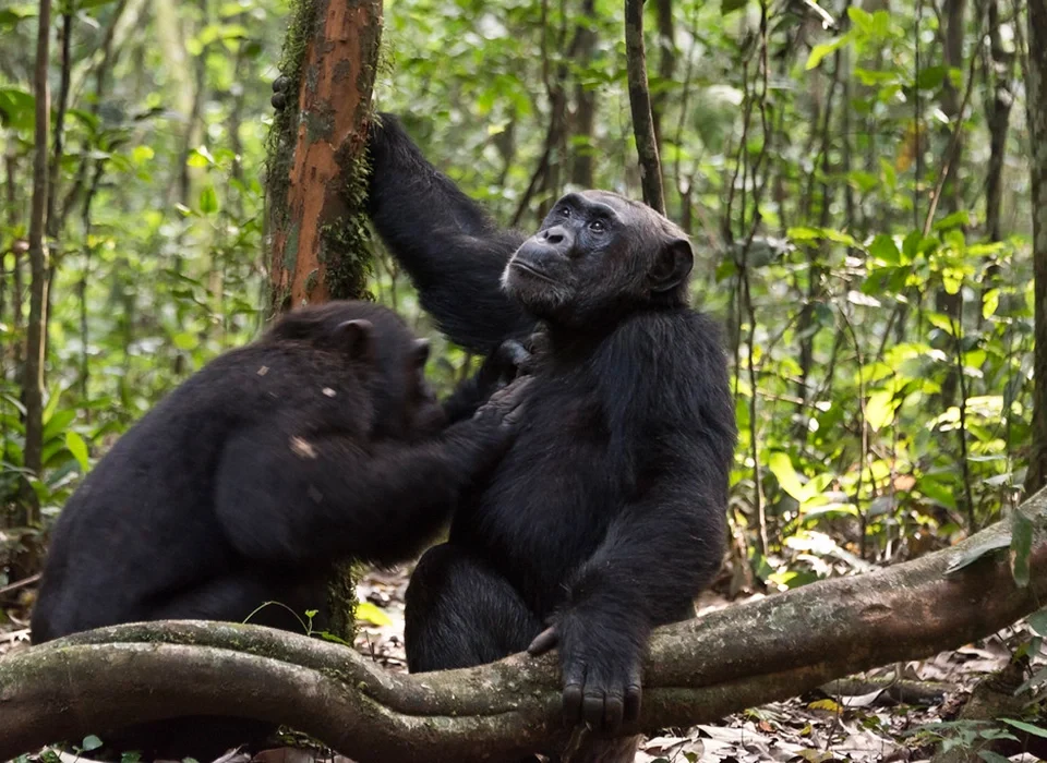 What is the best destination for the Chimpanzee Trekking in East Africa