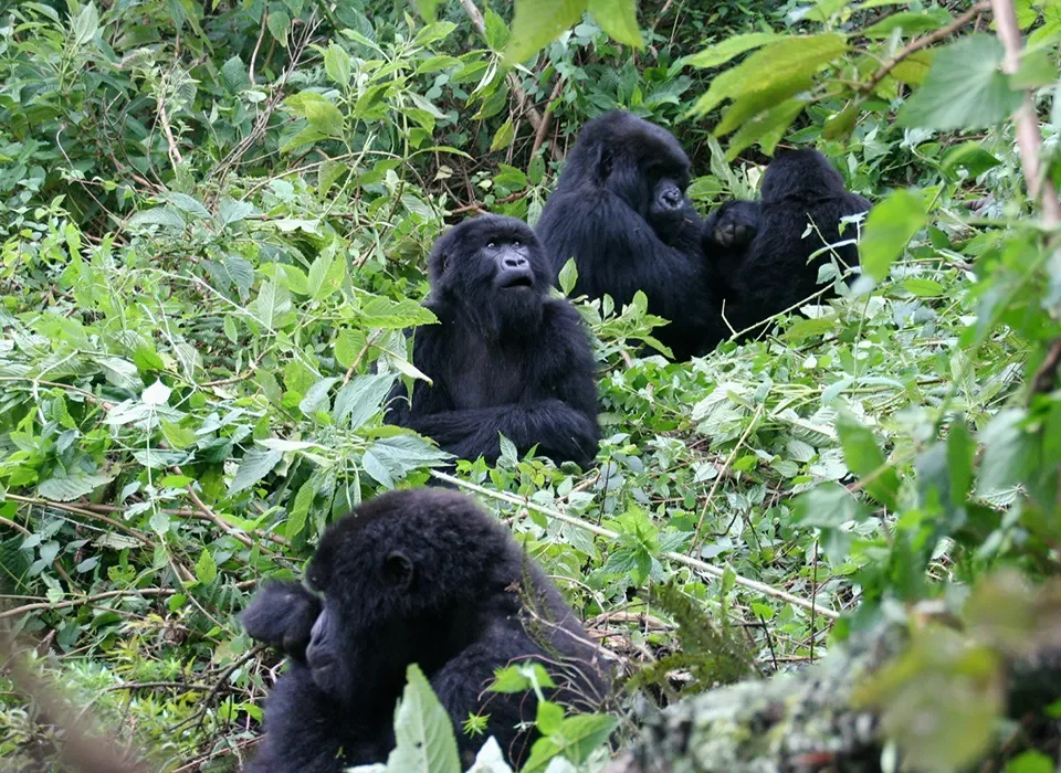 What is the best month to visit Rwanda