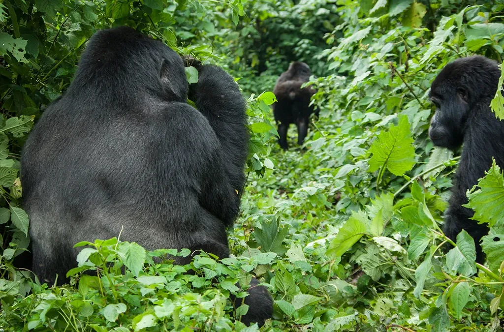 What is the process of rescheduling gorilla permits in Uganda