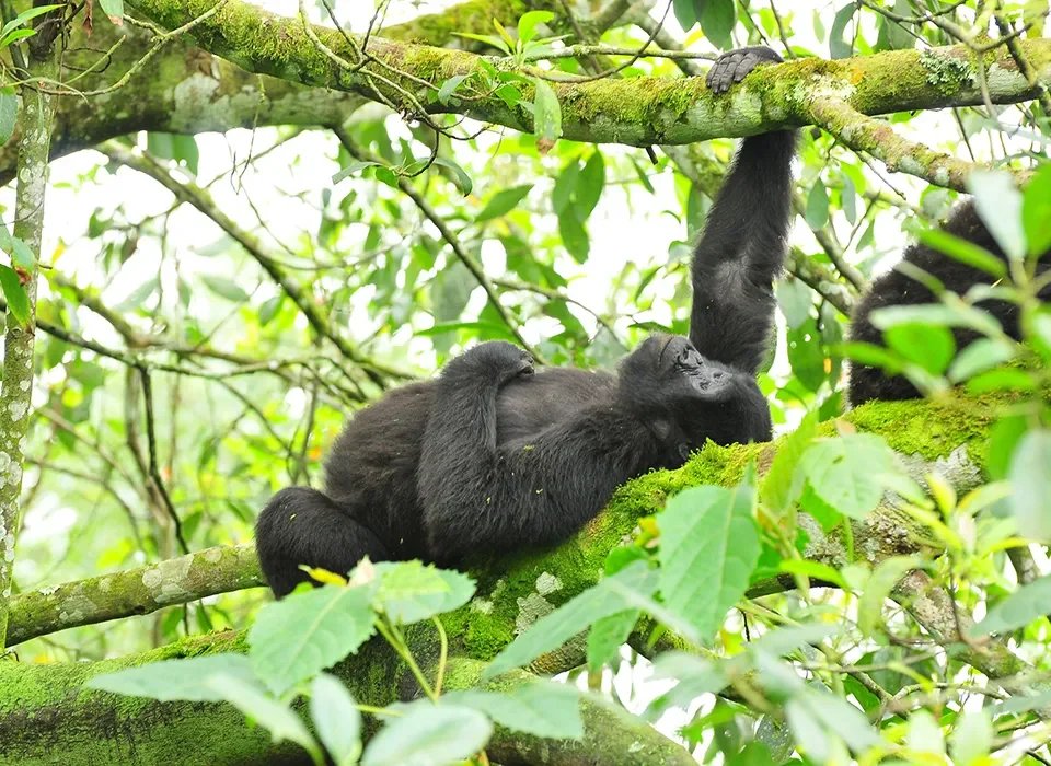 What makes Uganda the Best Gorilla Trekking Destination